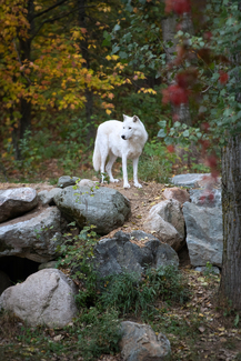 Wolf in Northern Minnesota Color Awards Winners and Nominees