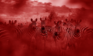 Zebra in Kenya Color Awards Winners and Nominees