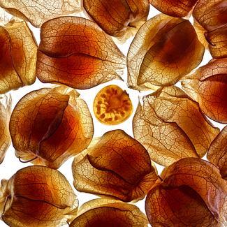 ground cherries Color Awards Winners and Nominees