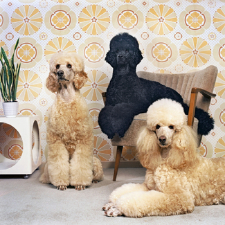 DOGS #1 Color Awards Winners and Nominees