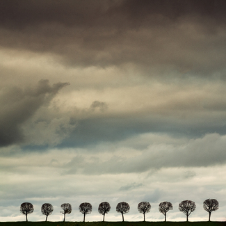 The tree of Steve Jobs Color Awards Winners and Nominees