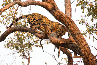 Hunting Leopard Color Awards Winners and Nominees