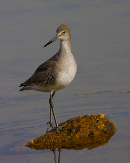 Of Beauty And Grace The Willet Color Awards Winners and Nominees