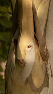 Hare today Color Awards Winners and Nominees