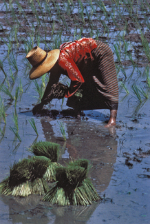 Rice Harvest Color Awards Winners and Nominees