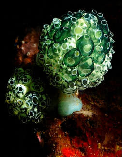 Sea Squirts  Color Awards Winners and Nominees