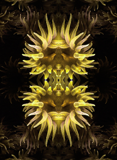 Yellow Tubastrea Color Awards Winners and Nominees