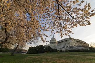 Cherry Blossoms on Capitol Hill Color Awards Winners and Nominees