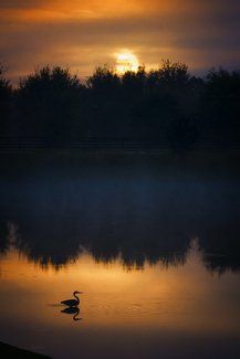 Heron Sunrise #1 Color Awards Winners and Nominees