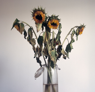Wilted Sunflowers Color Awards Winners and Nominees