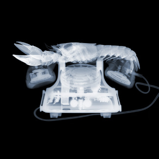 X-Dali Color Awards Winners and Nominees