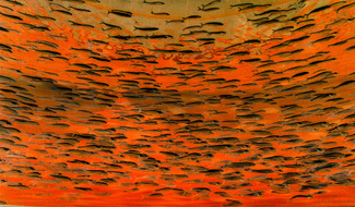 Anchovies Color Awards Winners and Nominees