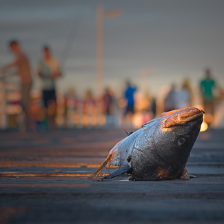 Luring Crabs Color Awards Winners and Nominees