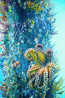 Octopus Color Awards Winners and Nominees