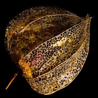 Japanese Latern #1 Color Awards Winners and Nominees