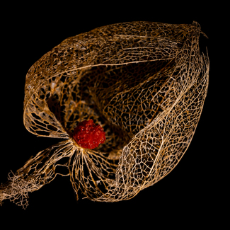 Japanese Latern #2 Color Awards Winners and Nominees