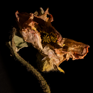 Poppy #1 Color Awards Winners and Nominees