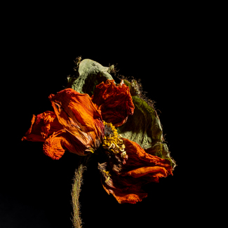 Poppy #2 Color Awards Winners and Nominees