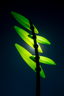 Blue/Green No.1 Color Awards Winners and Nominees