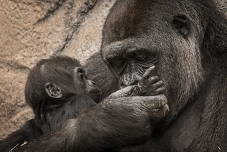 Gorillas Mother's Care Color Awards Winners and Nominees