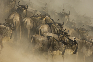 Wildebeest Crossing Color Awards Winners and Nominees