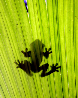 Frog Shadow Color Awards Winners and Nominees