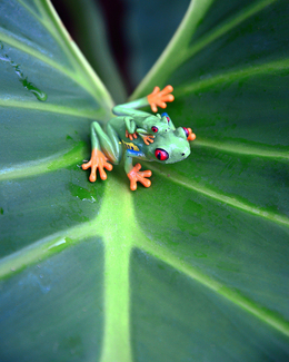 Jungle Frog Color Awards Winners and Nominees
