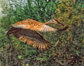 Shokaku Color Awards Winners and Nominees