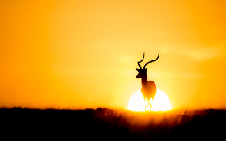 Impala at Sunrise Color Awards Winners and Nominees