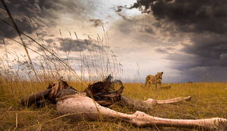 The Lioness and the Ostrich Kill Color Awards Winners and Nominees