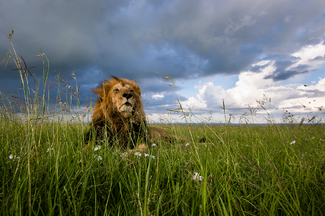 Male Lion in Evening Light Color Awards Winners and Nominees