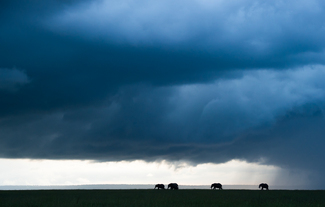Elephants Under Skies of Thunder Color Awards Winners and Nominees