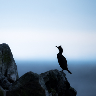 European shag in silhouette Color Awards Winners and Nominees