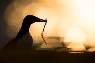 Common Guillemot bringing materials to the nest Color Awards Winners and Nominees