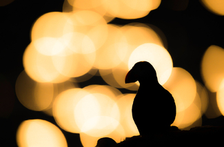 Puffin in backlight Color Awards Winners and Nominees