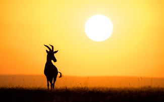 Topi in the sunrise Color Awards Winners and Nominees