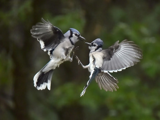 Bluejay Chatter Color Awards Winners and Nominees