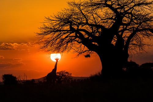 Giraffe Sunset Giraffe Sunset