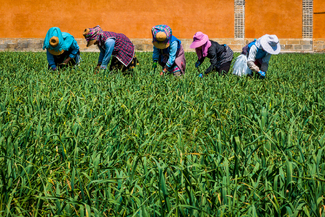 The Harvesters Color Awards Winners and Nominees