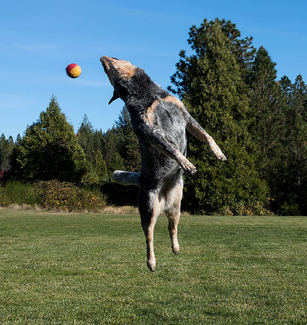 Bella Jumps Color Awards Winners and Nominees