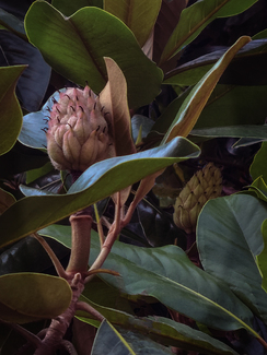 Botanical Color Awards Winners and Nominees