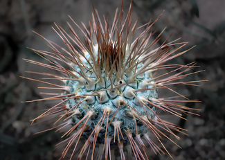 The Cactus Color Awards Winners and Nominees