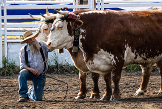 Old Timer with his Oxen Color Awards Winners and Nominees