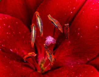 The Heart of the Matter Color Awards Winners and Nominees