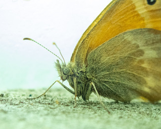 Moth Color Awards Winners and Nominees