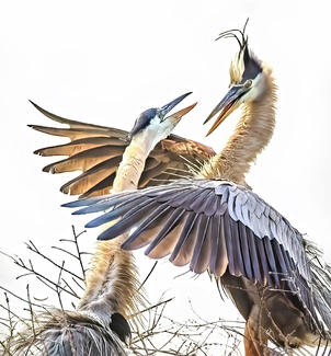 Do You Love Me Color Awards Winners and Nominees