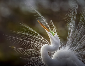 I am available Color Awards Winners and Nominees