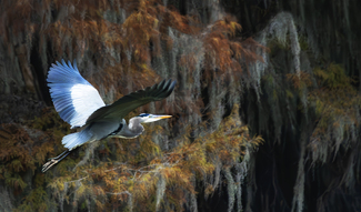 Caddo Lake Great Blue Heron Color Awards Winners and Nominees