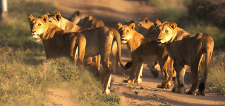 Male call Color Awards Winners and Nominees