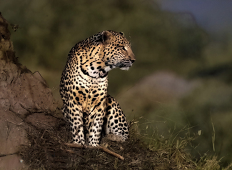 Menu items Color Awards Winners and Nominees